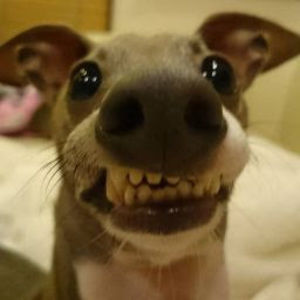 Meet your Posher, Alonso